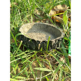 Reptile Vivarium Feeding Pan Turtle Horned Frog Water Food Bowl